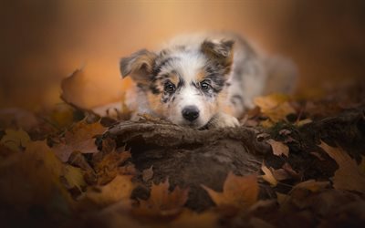 Australian Shepherd, autumn, yellow leaves, small puppy, pets, cute little animals, Aussie
