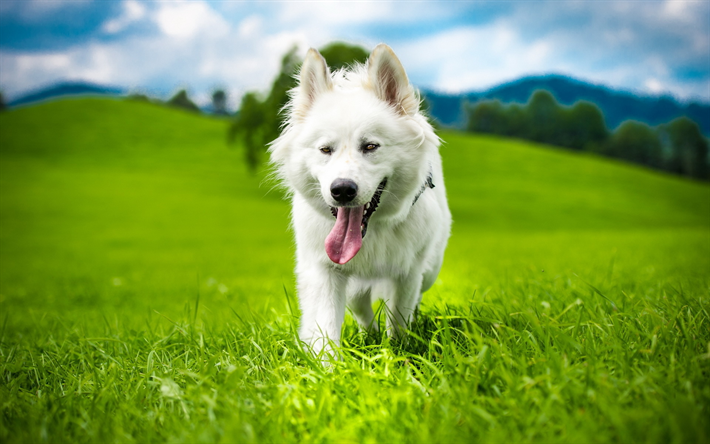 スイスの羊飼い, 芝生, 白いスイスの羊飼い, 夏, 犬, 白いスイスの羊飼い犬, ペット, 白い羊飼い犬
