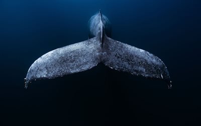queue de baleine, sous l&#39;eau, l&#39;oc&#233;an, le rorqual bleu, la faune, les baleines, le monde sous-marin, le Mexique