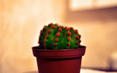 kaktus, pflanzen, rot pot