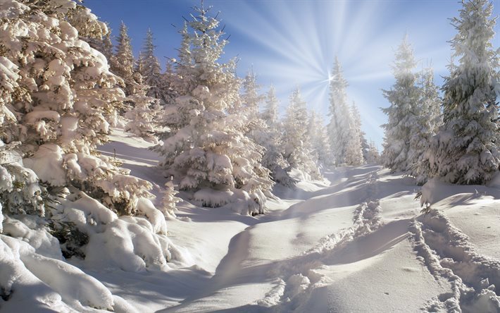 winter, mountains, snow, forest, sun