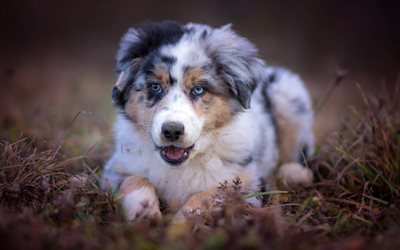 Australian Shepherd Dog, Aussie, heterochromia, puppy, small dog, cute animals