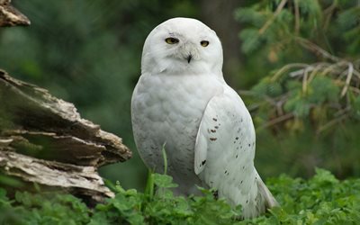 Snowy owl, cubierto de b&#250;ho, lechuza blanca, bosques, aves raras, Assiniboine Park Zoo, Canad&#225;