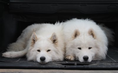 Samoyeds, white fluffy dogs, 4k, domestic dogs