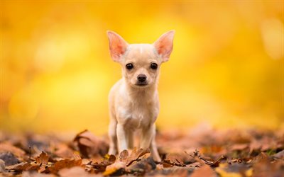 chihuahua, small dogs, bokeh, forest, autumn, companion dog, smallest dog