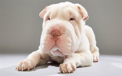 shar pei, white puppy, small dog, puppies, cute animals, 4k