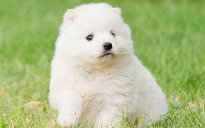 Japanese Spitz, white puppy, small cute dog, pets
