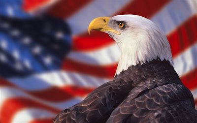 &#193;guila calva, aves rapaces, como el halc&#243;n, bandera Estadounidense, bandera de los estados unidos