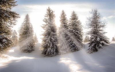 sunrise, winter landscape, forest, sun rays, snow, mountains