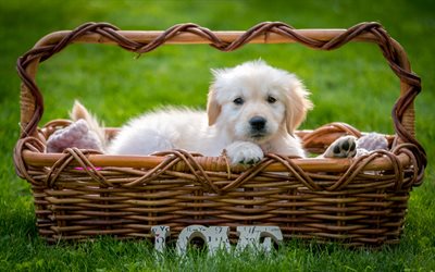 Labrador, little fluffy dog, retriever, puppy, basket, green grass, cute animals