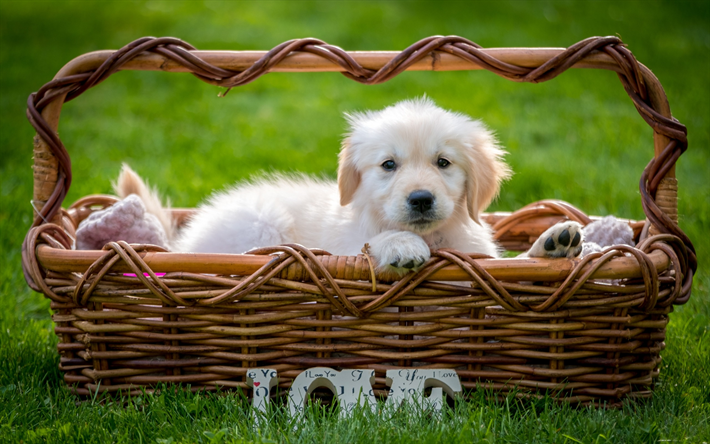 Labrador, little fluffy dog, retriever, puppy, basket, green grass, cute animals