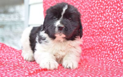 Newfoundland, black and white puppy, canadian dogs, cute puppy, small dogs, 4k