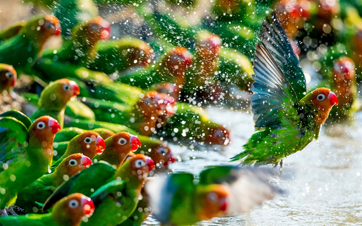 Lovebird, papagaios verdes, belos p&#225;ssaros verdes, Madagascar