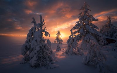 tramonto, inverno, neve, serata, foresta, montagne, paesaggio
