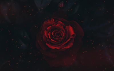 red rose, art, black background, rose bud