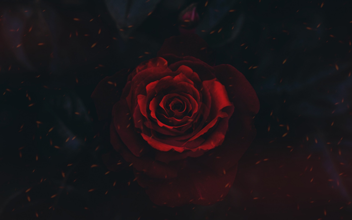 rosa vermelha, arte, fundo preto, rose bud