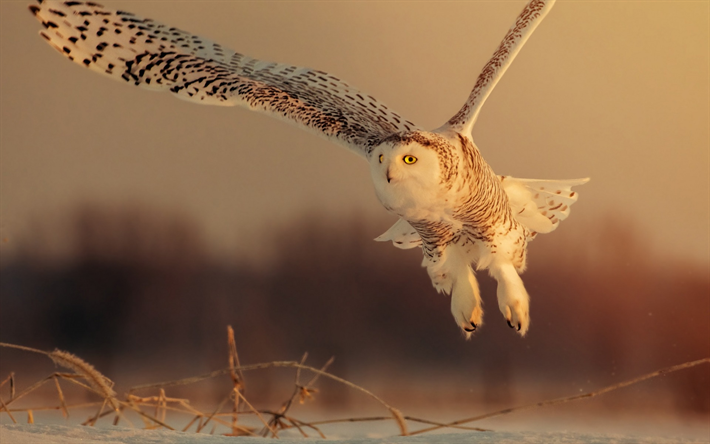 white owl, inverno, p&#225;ssaros voando, os habitantes da floresta, grande coruja