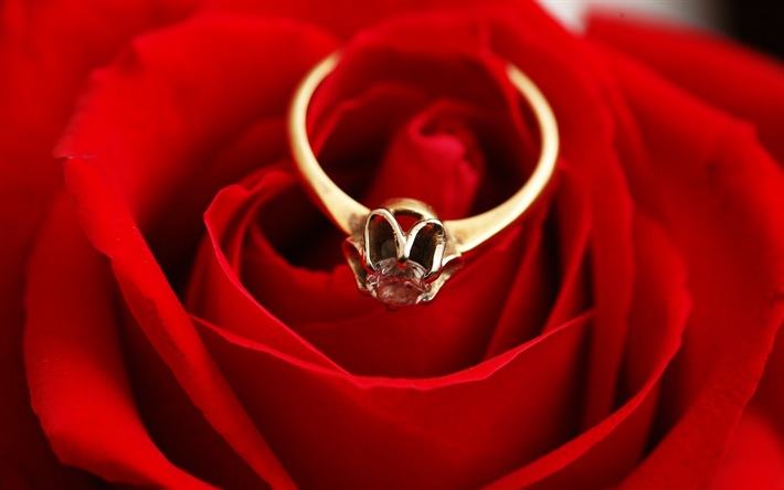 rosa roja, anillo de compromiso, anillos de oro, capullo de rosa, propuesta de matrimonio