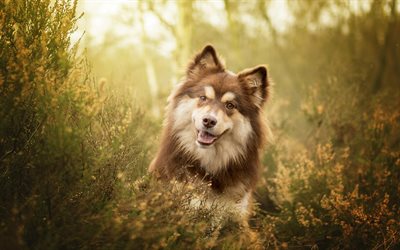 Finnish Lapphund, Spitz, brown furry dog, pets, grass