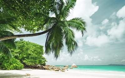 Maldiverna, tropiska &#246;n, beach, palms, resor koncept, sommar, semester, ocean