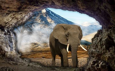 elephant, cave, elephants, wildlife, photomanipulation