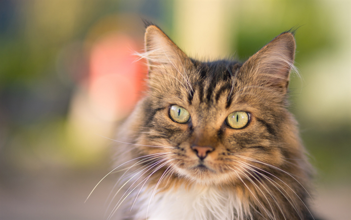 メイン州Coon, ふわふわの茶色の猫, かわいい動物たち, ペット, 猫, 緑色の瞳を