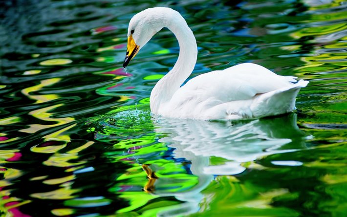Descargar fondos de pantalla el cisne blanco, el lago, las olas, bokeh, el  cisne en el lago, simpáticos pájaros, los cisnes libre. Imágenes fondos de  descarga gratuita