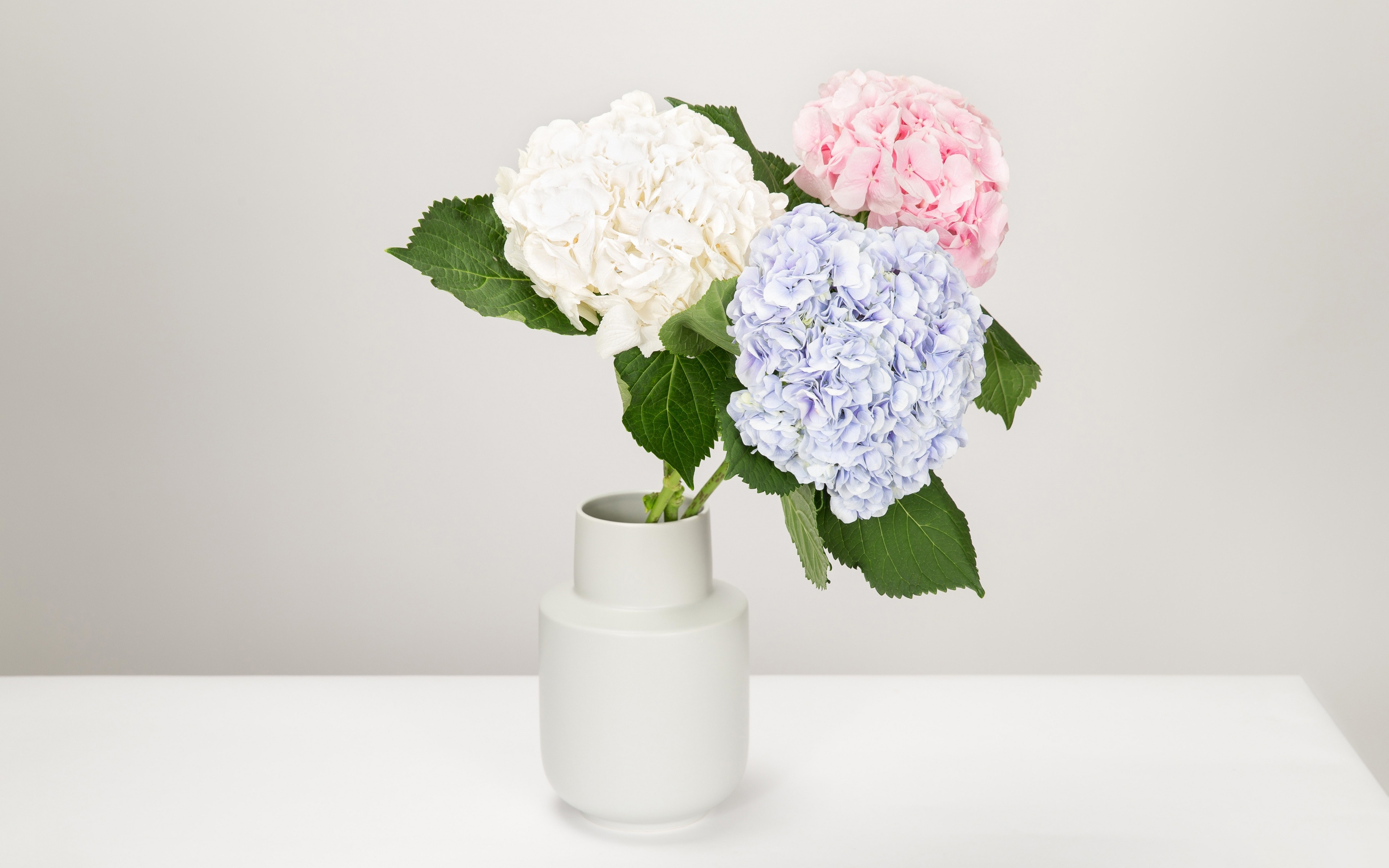 Descargar fondos de pantalla hortensia, blanco jarrón con flores, hermoso  ramo de flores, azul hortensia, rosa hortensia, blanca hortensia monitor  con una resolución 3840x2400. Imagenes de escritorio