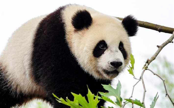 giant panda, cute animals, bears, pandas, wildlife, panda on tree