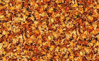 orange leaves background, 4k, leaves textures, autumn textures, leaves patterns, orange backgrounds, autumn leaves, background with leaves