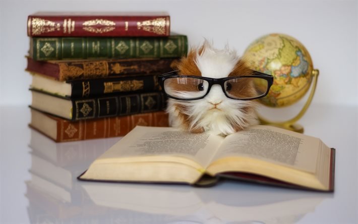 guinea pig, cute animals, education concepts, books, guinea pig with glasses, pets