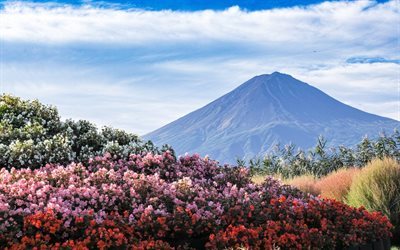 monta&#241;a, Fuji, Jap&#243;n, hermoso paisaje, las flores silvestres