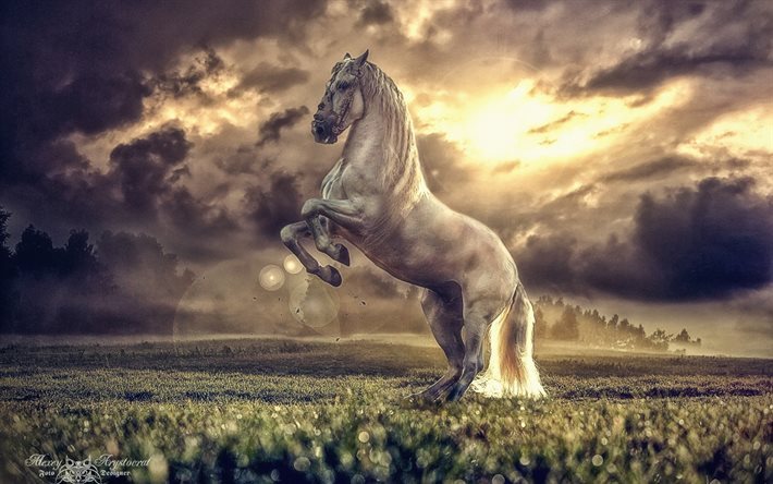 horse, field, green grass, white horse