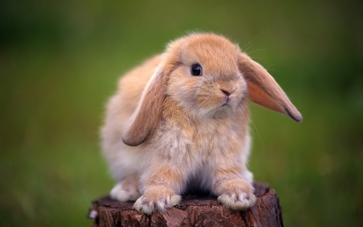 bunny, かわいい動物, ベージュのバニー, ペット