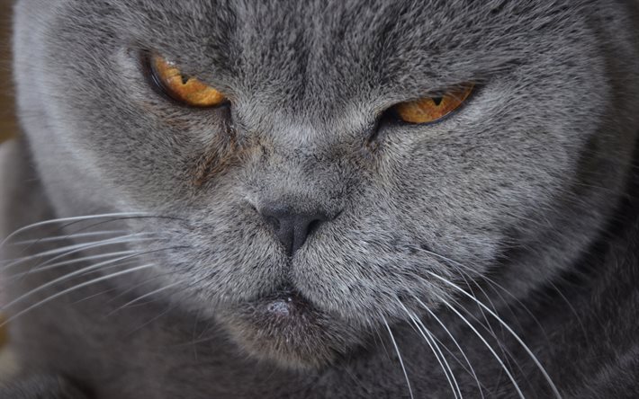 gray cat, pets, cats, British shorthair cat