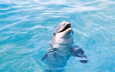 des dauphins, la mer, les vagues, l&#39;eau bleue
