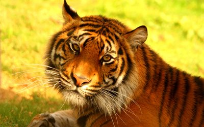 El Tigre de sumatra, 4k, tigres, hinschink, bosque, guardar los tigres, la vida silvestre, Indonesia, la isla de Sumatra