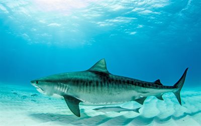 tibur&#243;n tigre, 4k, mundo submarino, de fondo de mar, los depredadores, los tiburones, salvar a los tiburones