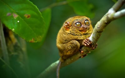 الفلبينية tarsier, أولوية, حيوانات مضحكة, tarsier, الحياة البرية