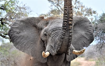 gran elefante, &#193;frica, el tronco, la fauna, los elefantes