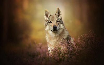 Perro Lobo checoslovaco, bokeh, mascotas, bosque, perros, animales lindos, Canis lupus familiaris