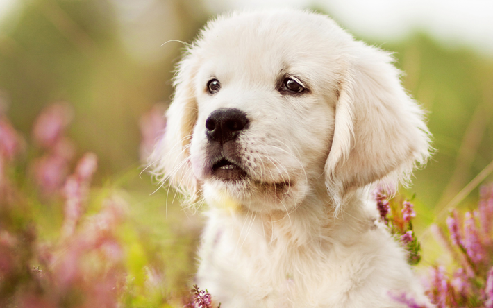 - labrador, le petit chiot blanc, retriever, mignons petits chiens, les fleurs, les chiens