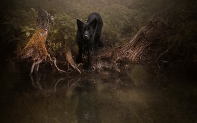 black dog, german shepherd, autumn, forest, lake, dogs, pets