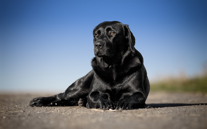 black labrador, close-up, retriever, pets, bokeh, cute animals, summer, black retriever, labradors