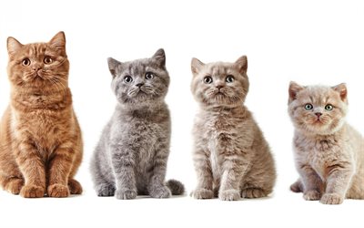 British Shorthair gatto, diversi gattini, di diversi colori, carini, piccoli animali, gatti gattino grigio, beige gattino