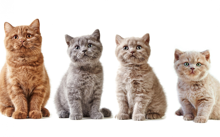 Brittiskt Korth&#229;r katt, olika kattungar, olika f&#228;rger, s&#246;ta sm&#229; djur, katter, gr&#229; kattunge, beige kattunge