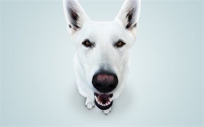 Perro Husky, close-up, animales lindos, divertidos husky, mascotas, Husky Siberiano, perros Husky