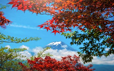Japan, Mount Fuji, Honshu, autumn, stratovolcano, mountain landscape, yellow trees, highest mountain in Japan