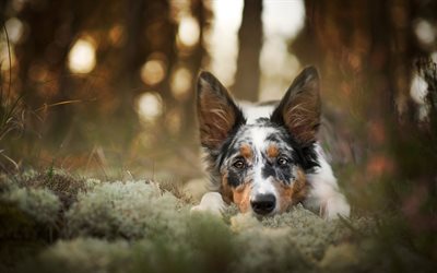 border collie, spotted white dog, aussie, cute dog, autumn, dogs