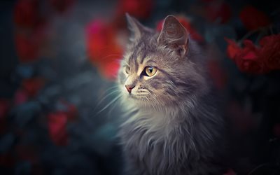 Maine Coon Cat, flowers, fluffy cat, close-up, cute animals, gray Maine Coon, bokeh, pets, cats, domestic cats, Maine Coon
